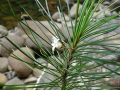 Leichhardtia ericoides