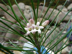 Leichhardtia ericoides