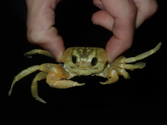 Ocypode convexa