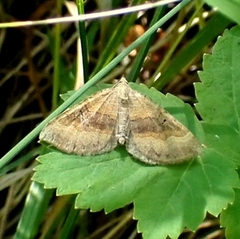 Scotopteryx chenopodiata