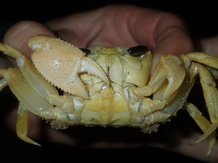 Ocypode convexa