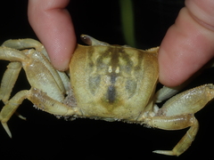 Ocypode convexa