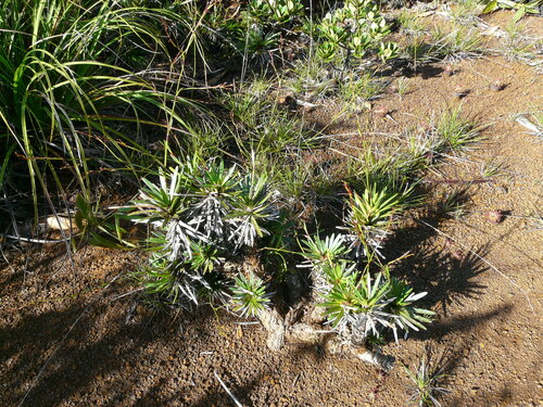 Chamaedendron fragilis observed 2011-03-29