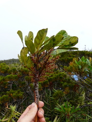 Gongrodiscus bilocularis