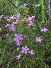 Sabatia campanulata