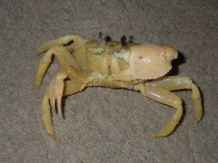 Ocypode convexa