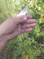Elymus sibiricus
