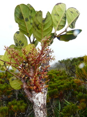 Gongrodiscus bilocularis