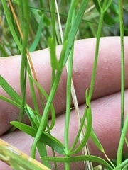 Sabatia campanulata