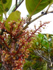 Gongrodiscus bilocularis