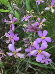 Sabatia campanulata