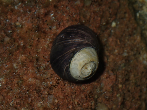 Austrocochlea rudis