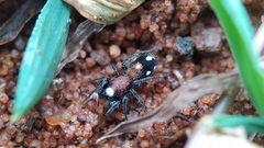 Coenoptychus pulcher