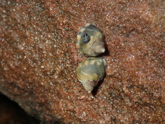 Echinolittorina australis