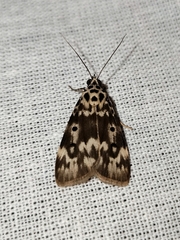 Sommeria marchalii