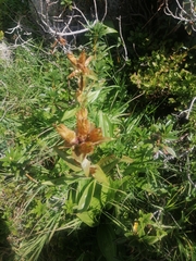Gentiana
