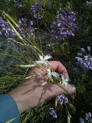 Dianthus acicularis