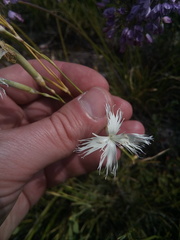 Dianthus acicularis