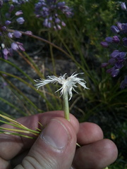 Dianthus acicularis
