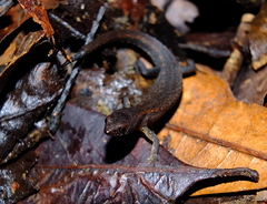 Amapasaurus tetradactylus