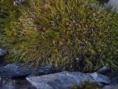 Flexitrichum gracile