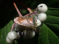 Acanthosoma denticaudum