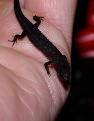 Amapasaurus tetradactylus