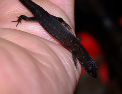 Amapasaurus tetradactylus