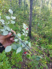 Cotoneaster uniflorus