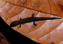 Amapasaurus tetradactylus