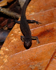 Amapasaurus tetradactylus