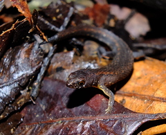 Amapasaurus tetradactylus
