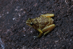 Cophixalus saxatilis