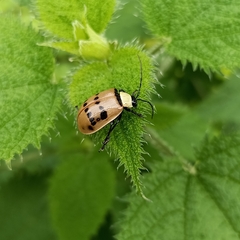 Meristata spilota
