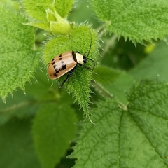 Meristata spilota