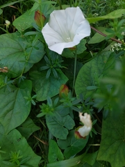Calystegia sepium