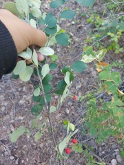Cotoneaster uniflorus