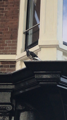 Columba livia
