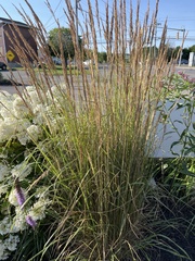 Calamagrostis × acutiflora