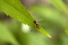 Meliscaeva cinctella