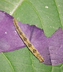 Eupithecia succenturiata