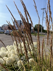 Calamagrostis × acutiflora