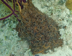 Astrophyton muricatum