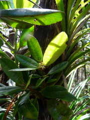 Sphenostemon tireliae