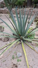 Agave difformis