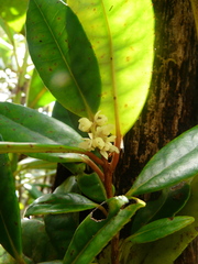 Sphenostemon tireliae