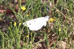 Pontia protodice