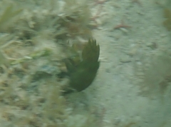 Pseudosquilla ciliata