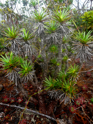 Chamaedendron fragilis observed 2011-04-01