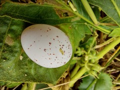 Hydropsalis maculicaudus
